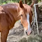 Bären Berwang